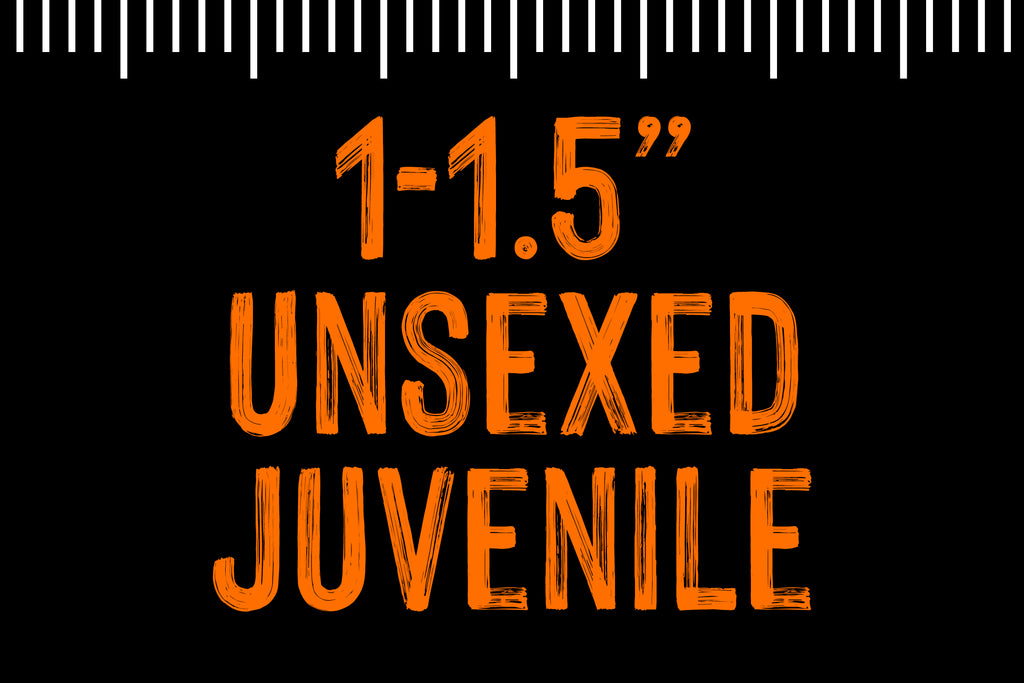 1 - 1.5" Unsexed Juvenile