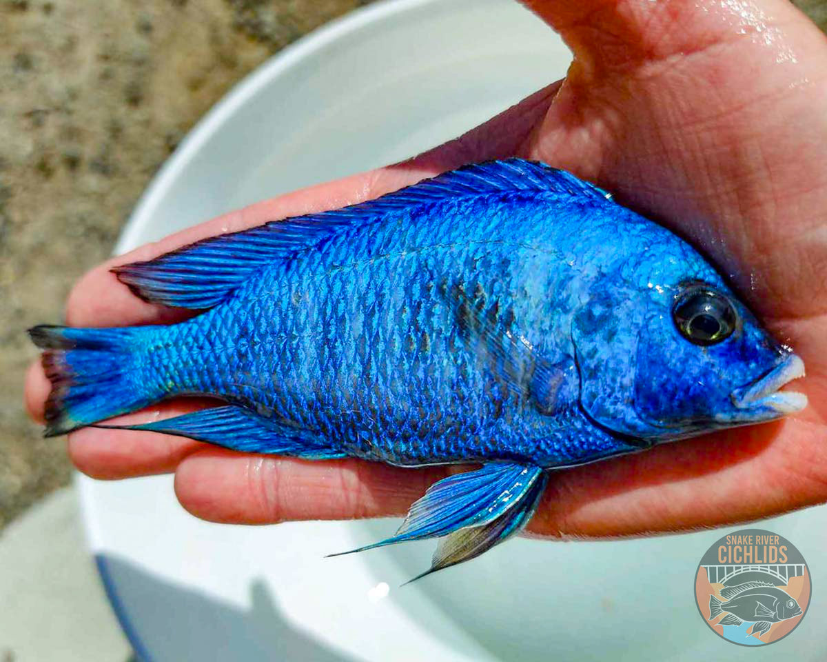 MdokaWhiteLips5.75_a014715d-