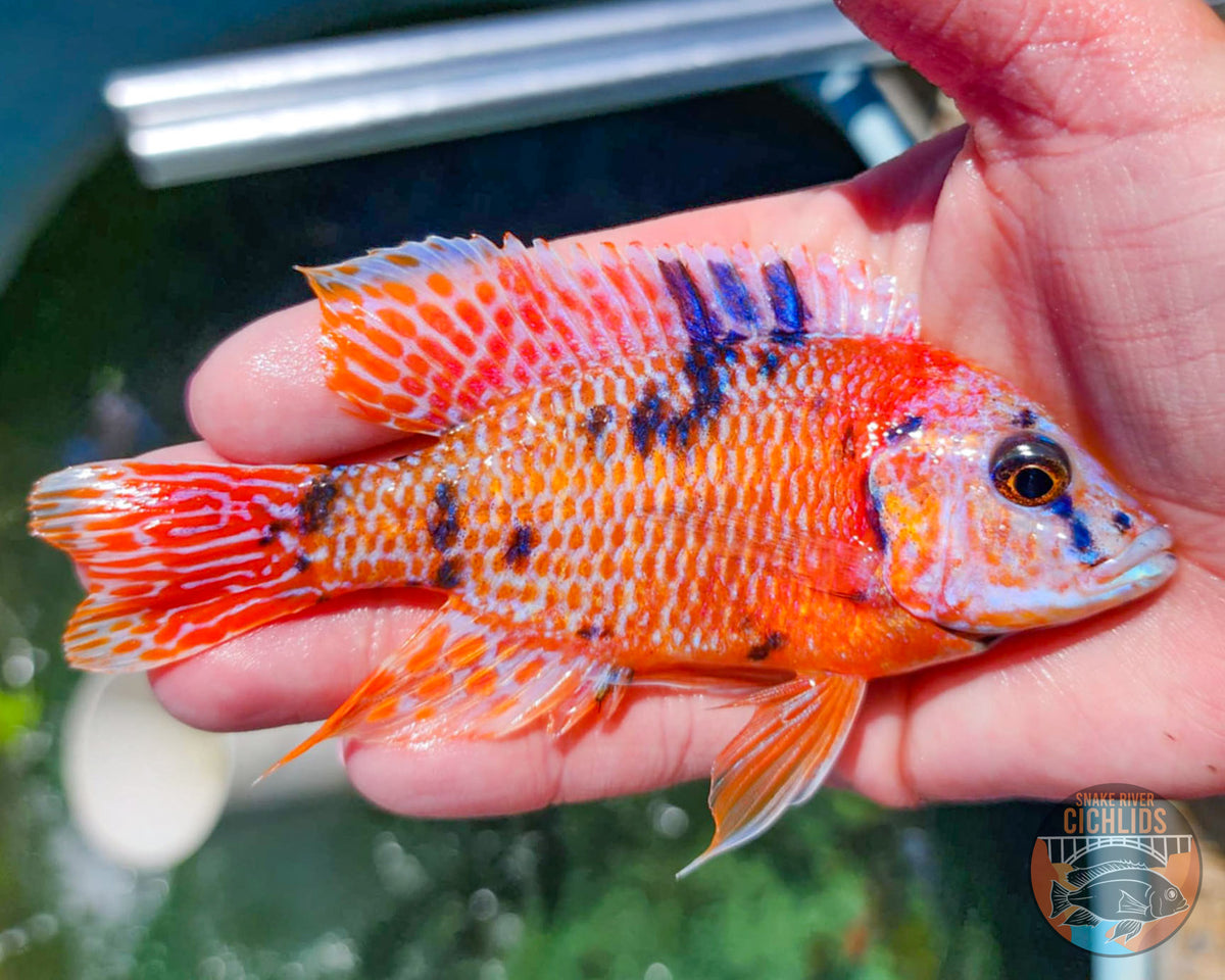 platinum-tangerine-ob-cichlid-snake-river-cichlids