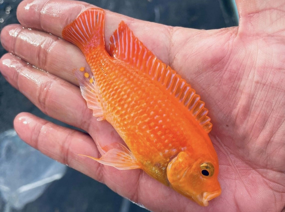 Red Zebra Mbuna Cichlid Snake River Cichlids