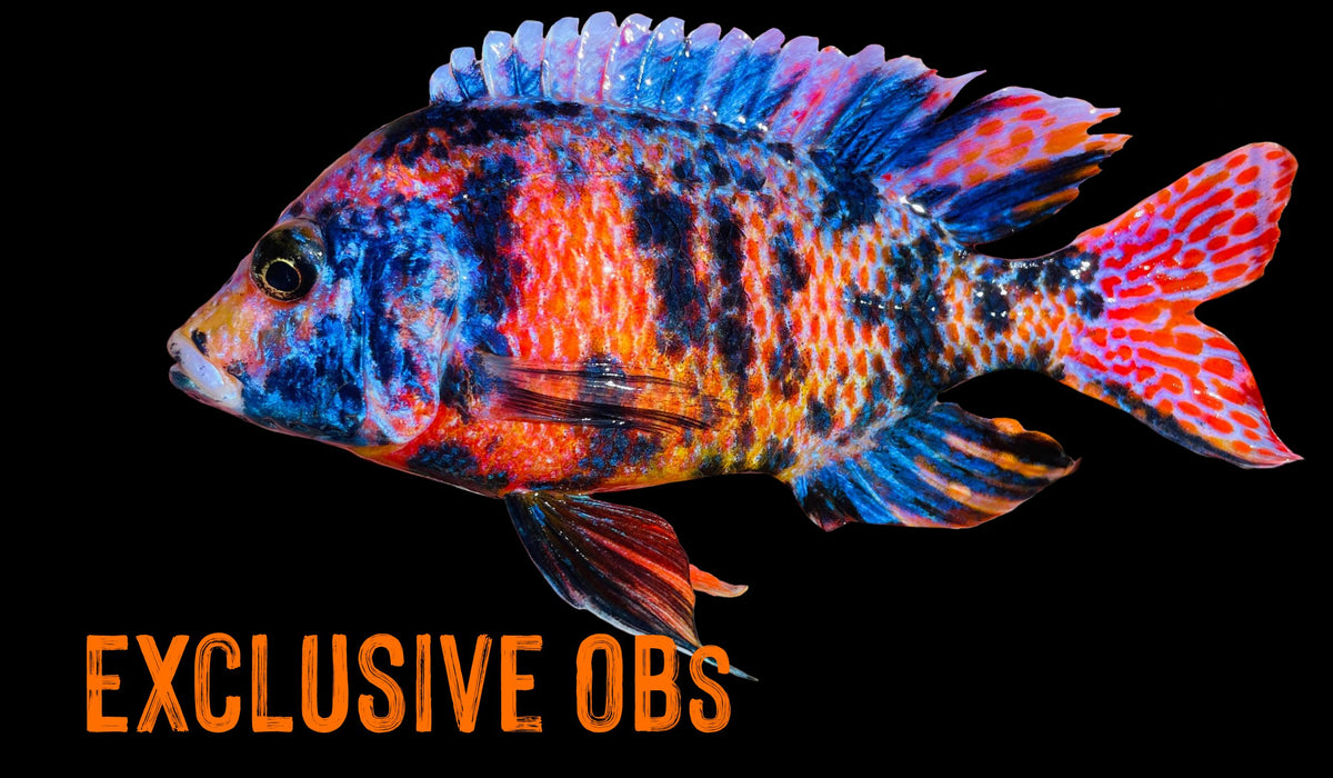 Lake Malawi OBs – Snake River Cichlids