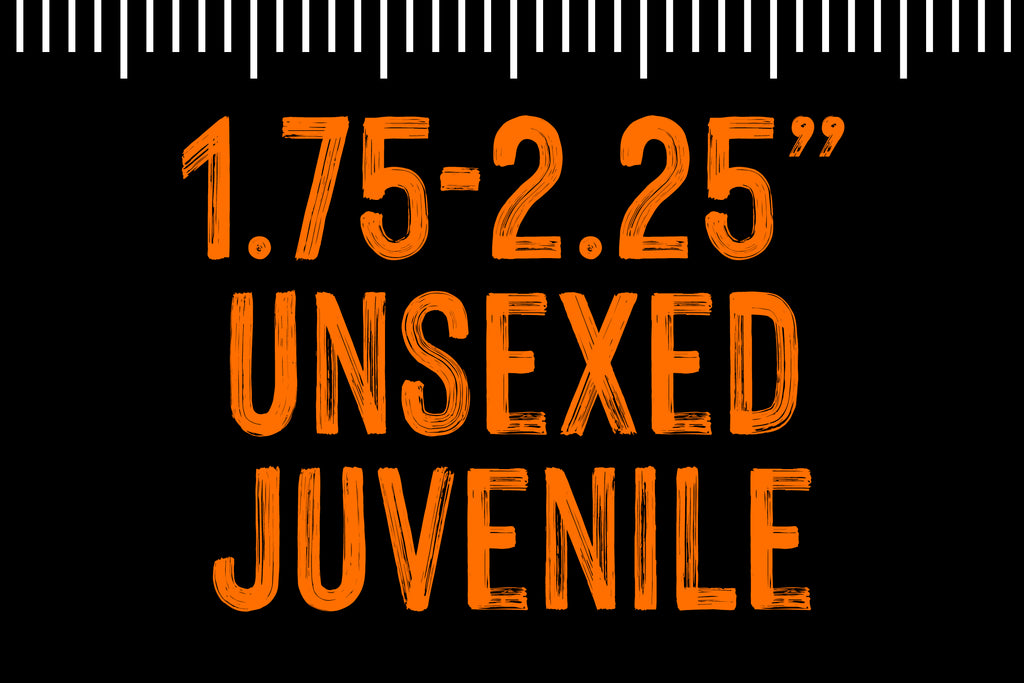1.75-2.25'' Unsexed Juvenile