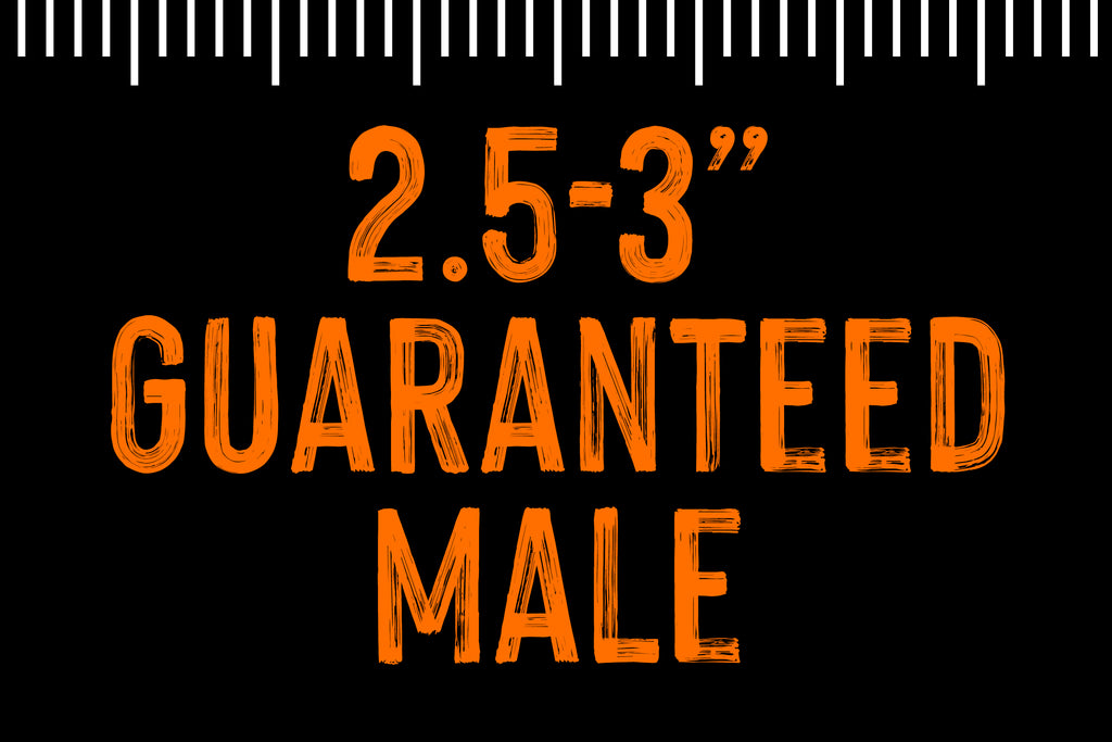 2.5-3" Guaranteed Male