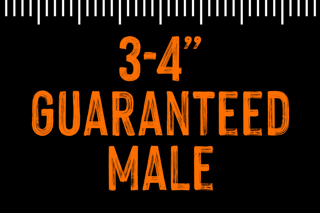 3-4" Guaranteed Male