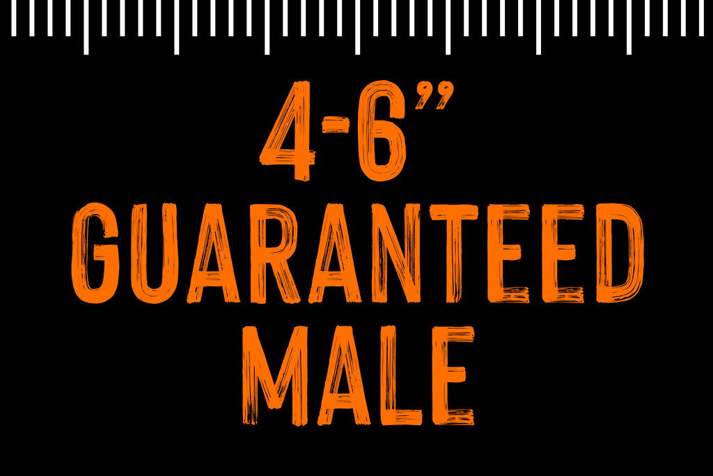 4-6" Guaranteed Male