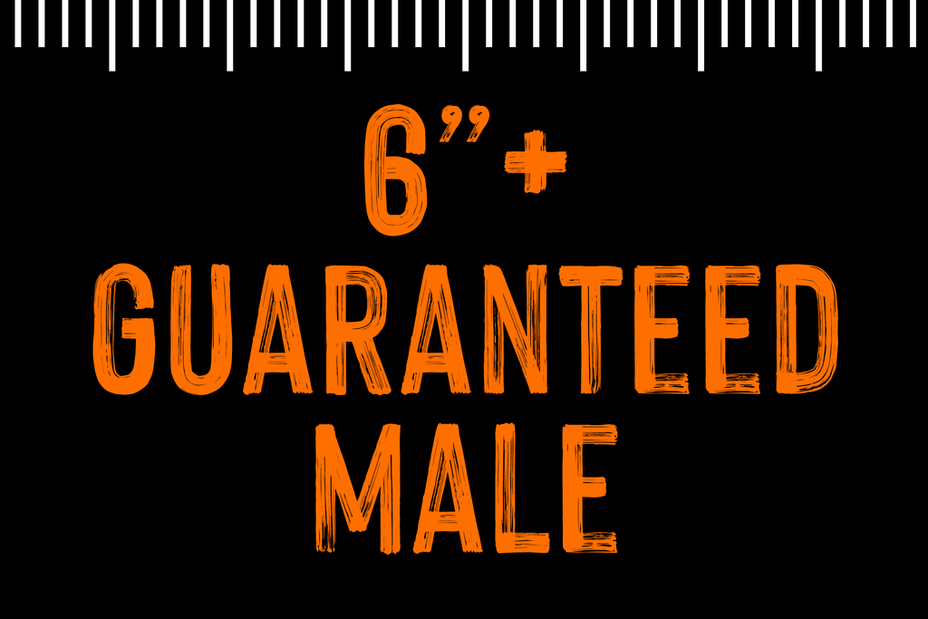 6"+ Guaranteed Male