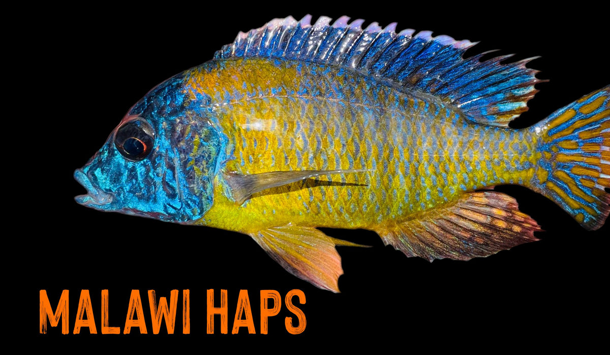 Lake Malawi Haps – Snake River Cichlids