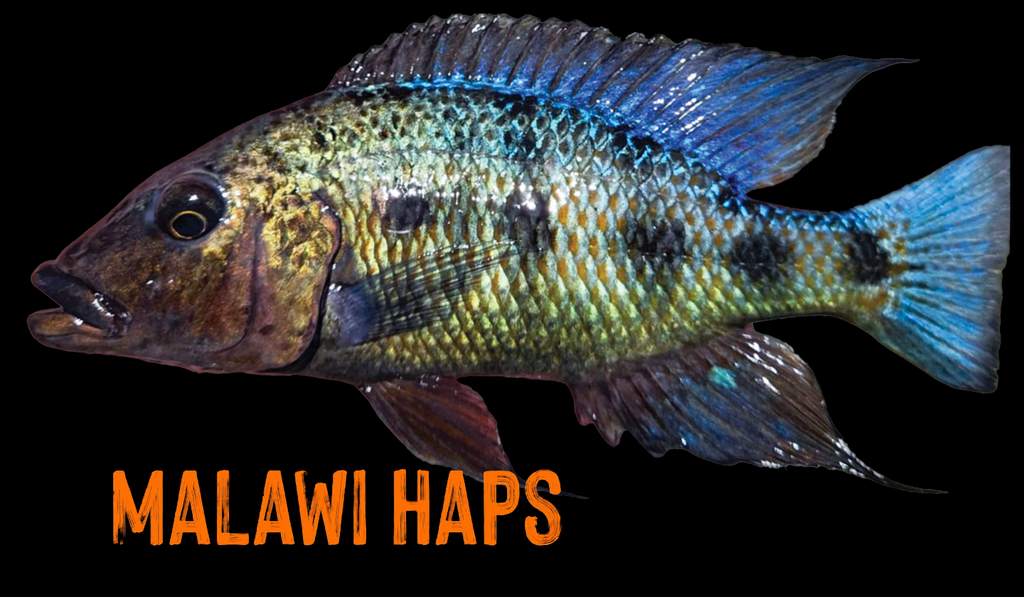 Snake River Cichlids