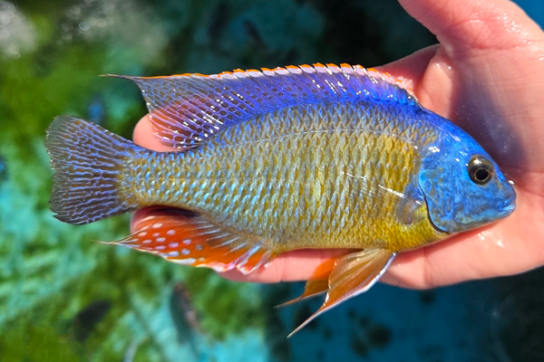 SC: 10.11 Tangerine tiger 6"