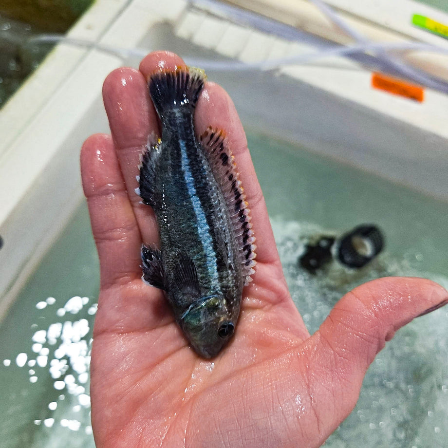 Auratus Mbuna Cichlid – Snake River Cichlids