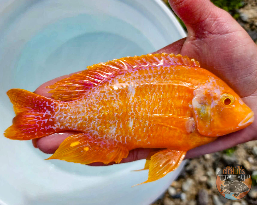Obodo Fish All Fish – Snake River Cichlids