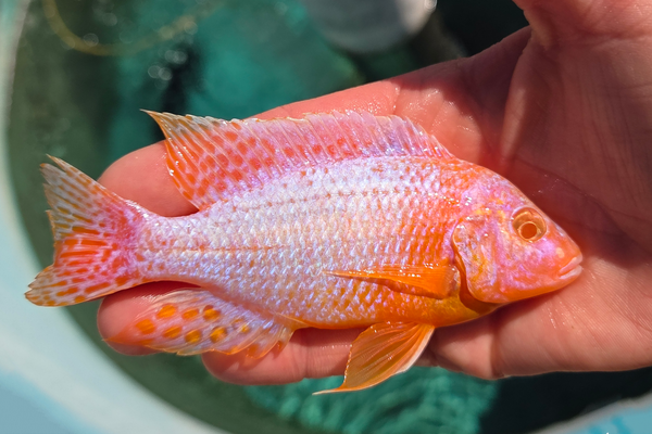 SC: 10.4 Albino OB 4.75"