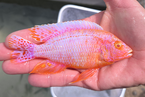 SC: 9.13 Albino Firefish OB 5"