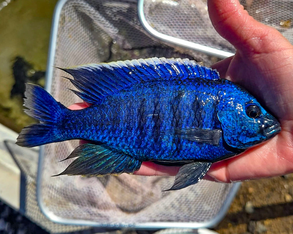 All Fish – Snake River Cichlids