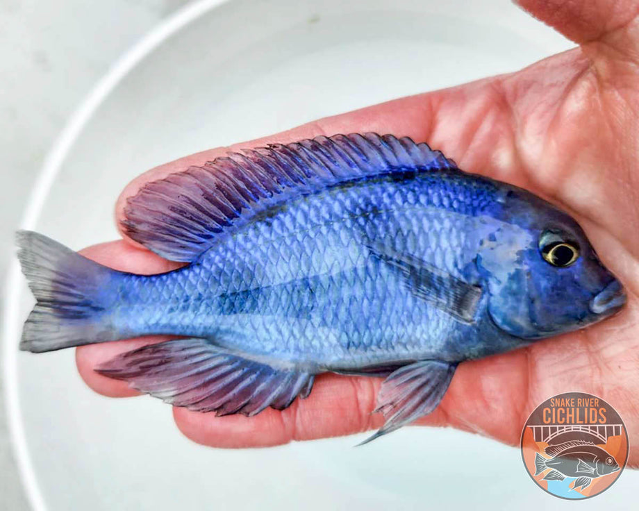 Blue Moorii (Dolphin) Hap