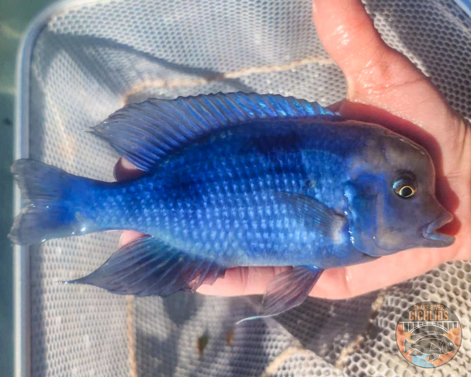 Blue Moorii (Dolphin) Hap