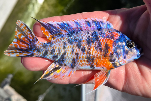 SC: 10.18 Red Flush Dragonblood OB 4.75"