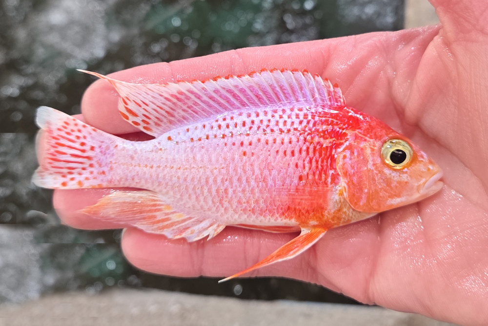 SC: 10.18 Platinum Firefish Dragonblood 4.25"