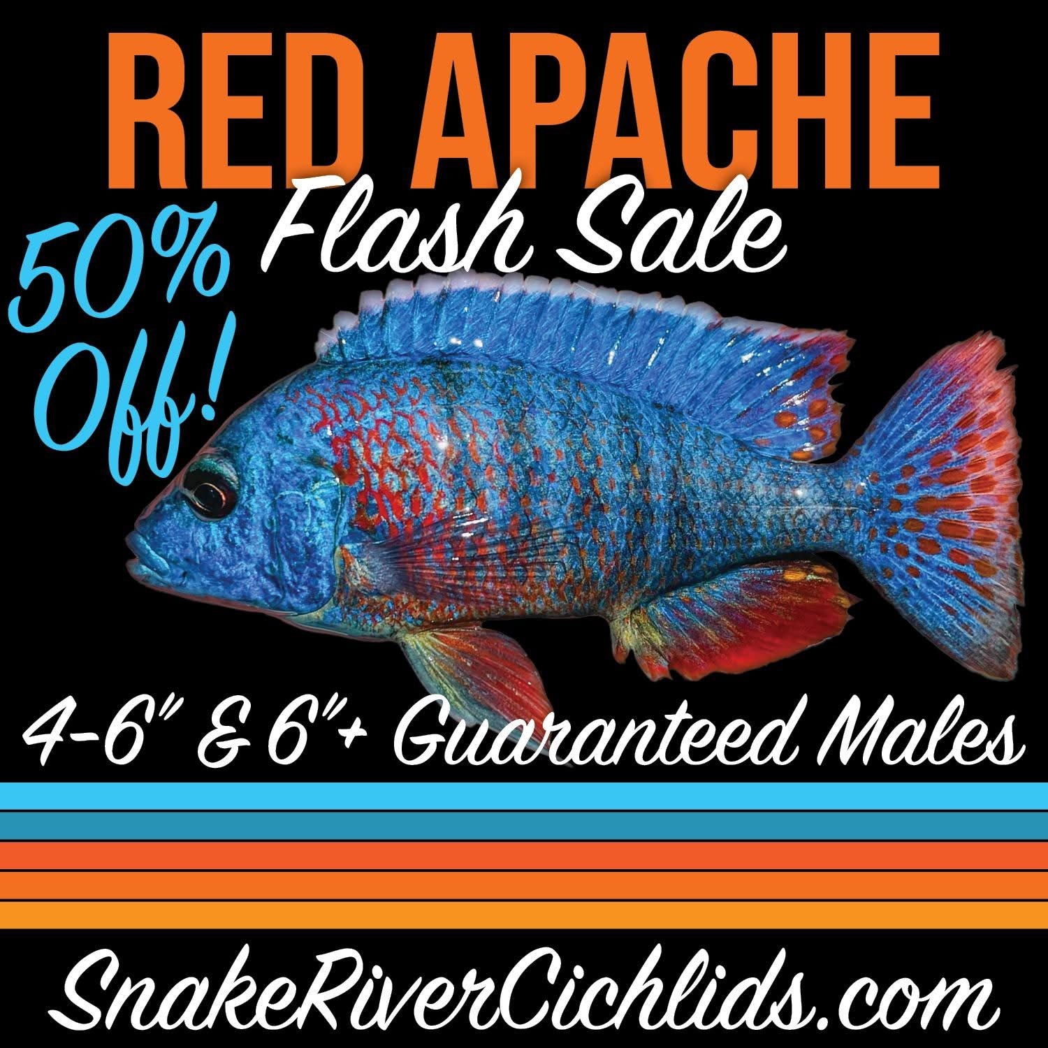 Red Apache Peacock Cichlid – Snake River Cichlids