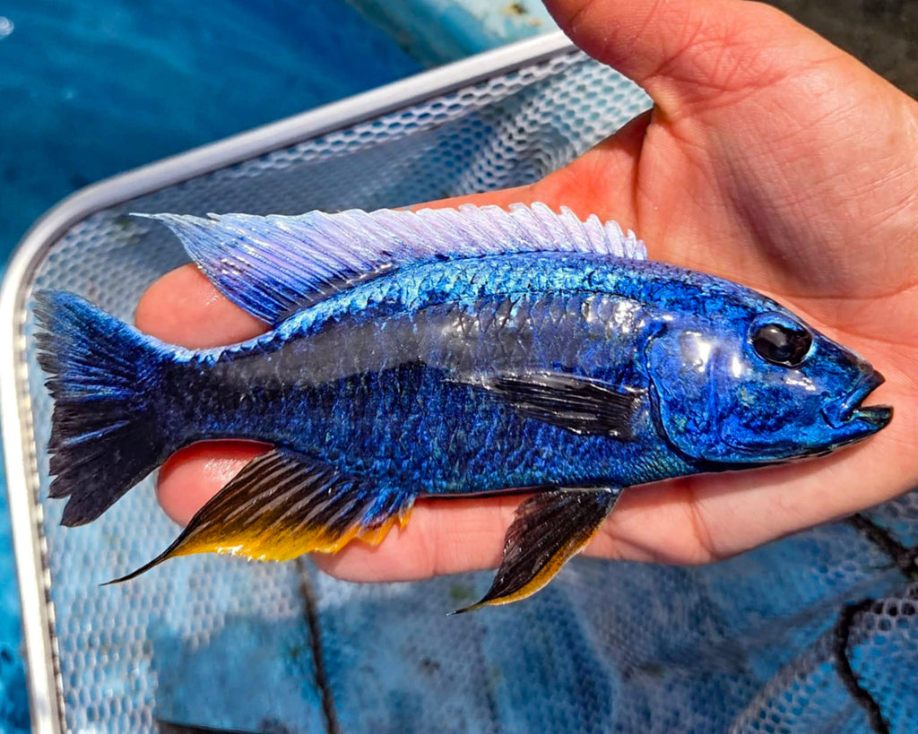 Lake Malawi Haps – Snake River Cichlids