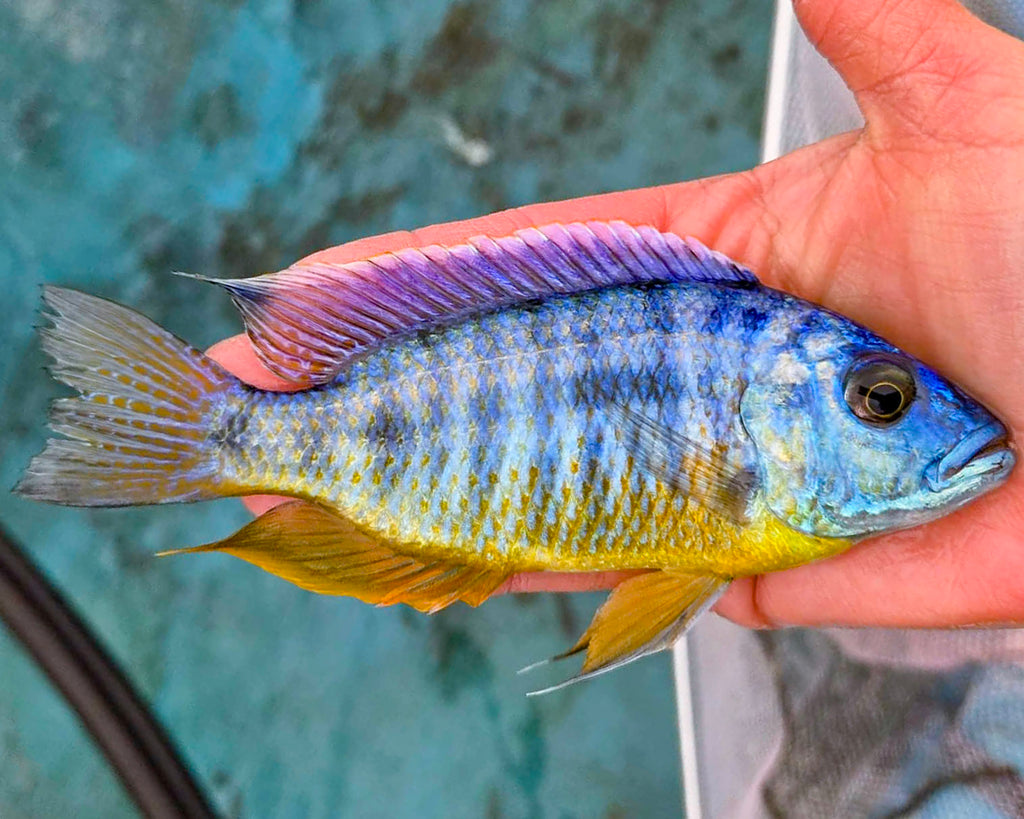 All Fish – Snake River Cichlids
