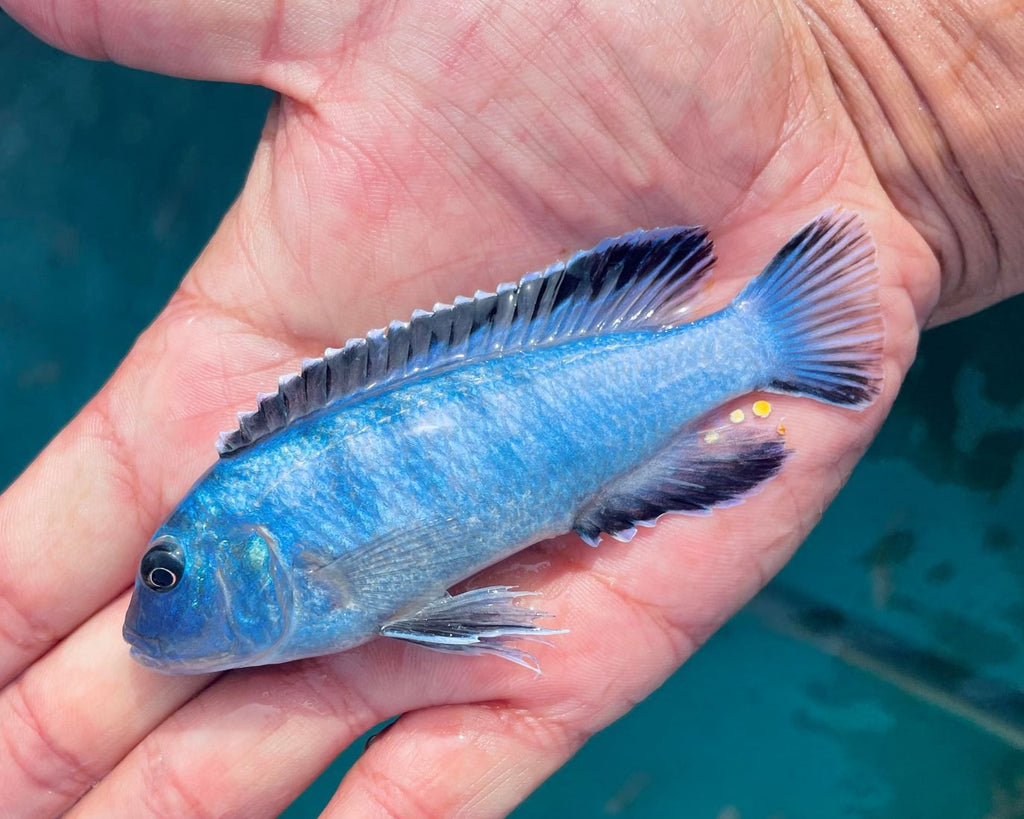 Mlimba Fish All Fish – Snake River Cichlids