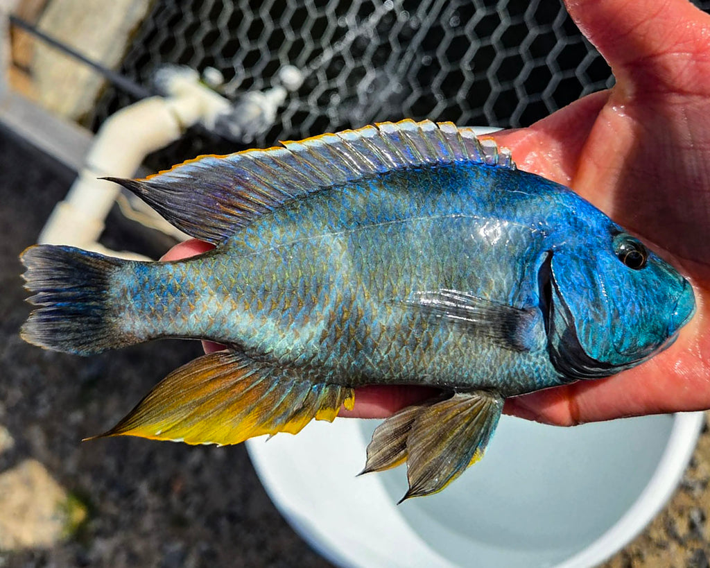Lake Malawi Haps – Snake River Cichlids