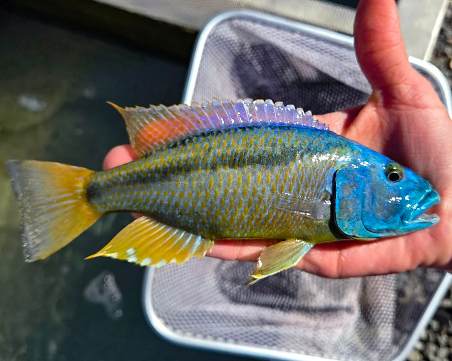 Malawi Hawk Cichlid – Snake River Cichlids