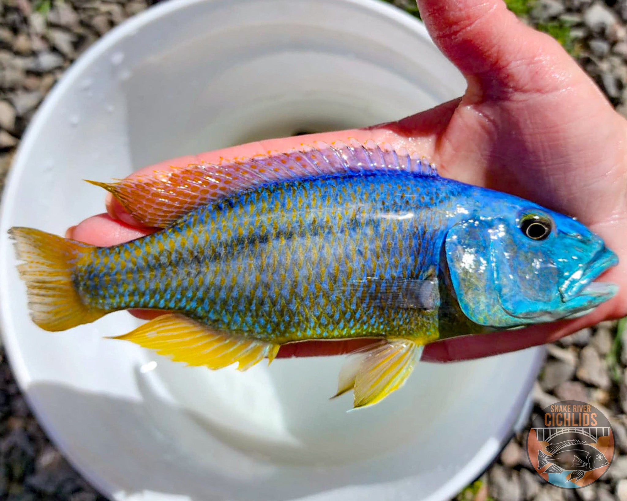 Malawi Hawk Cichlid