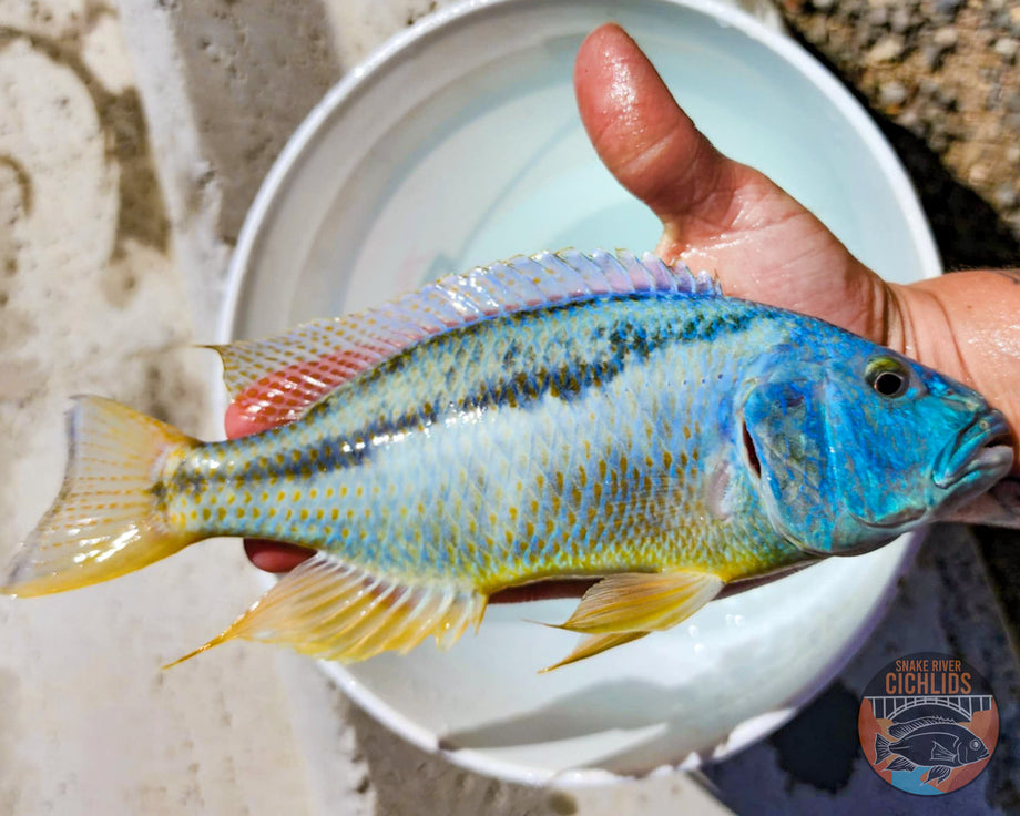 Malawi Hawk Cichlid