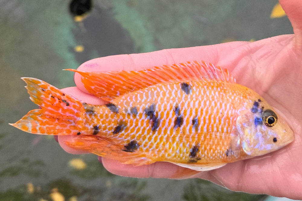 SC: 10.25 Platinum Tangerine OB 5.25"