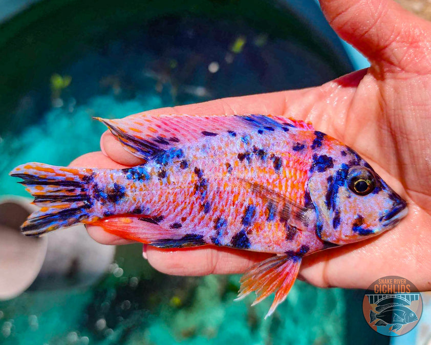 Raspberry OB Cichlid – Snake River Cichlids