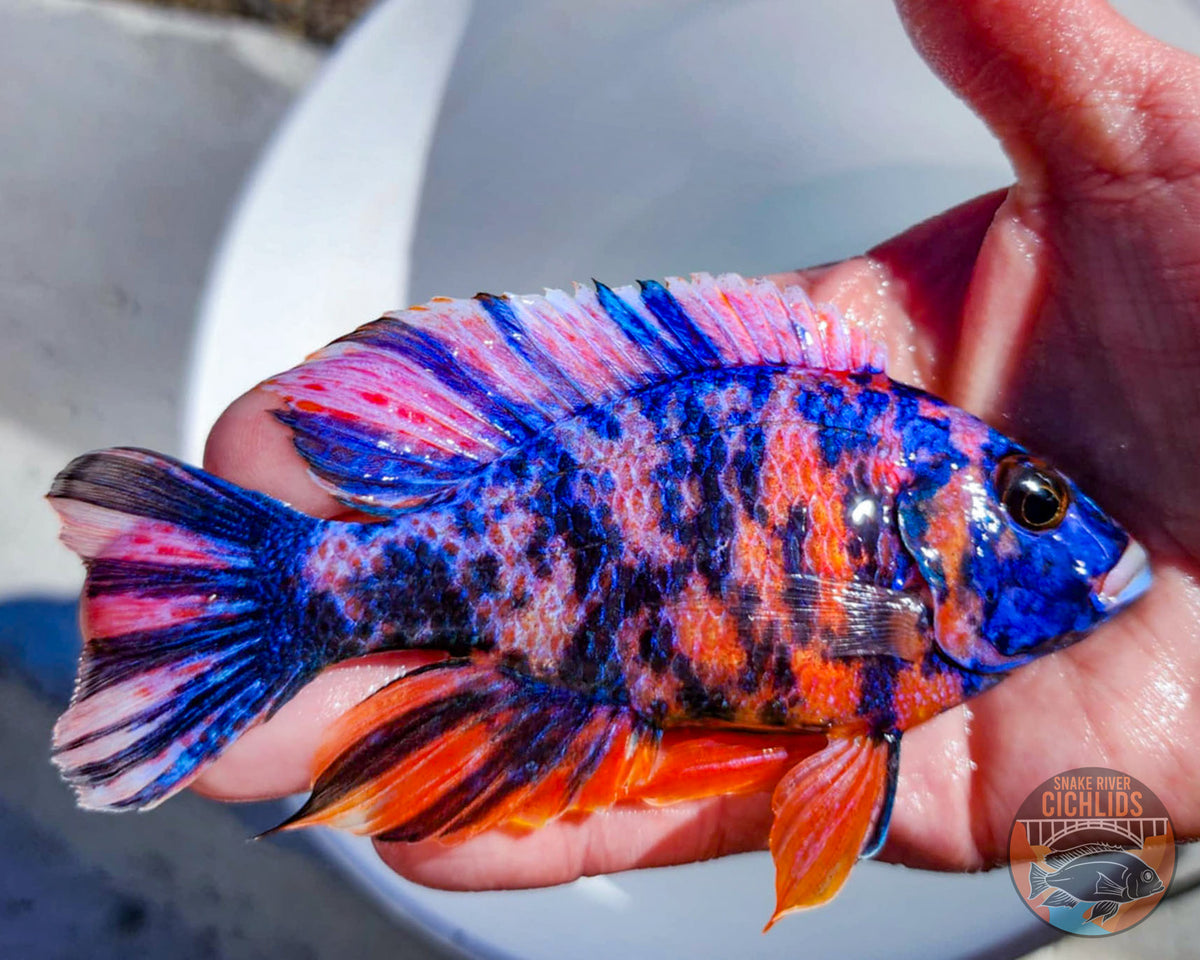 Raspberry OB Cichlid – Snake River Cichlids