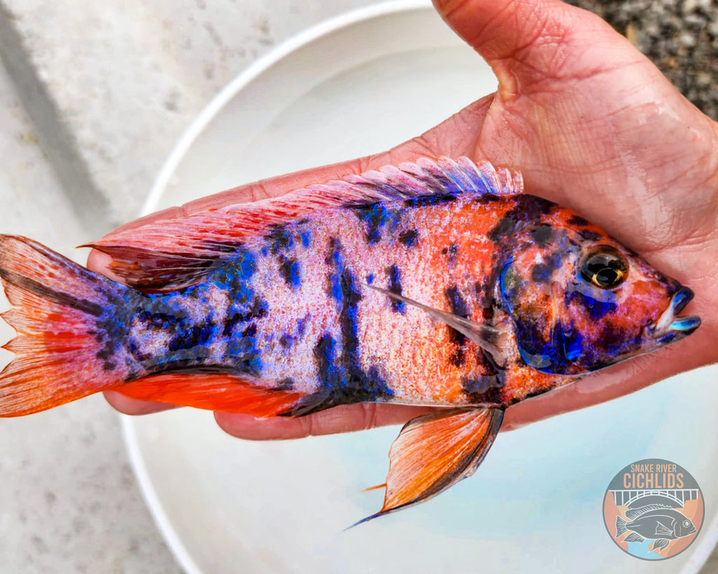 Raspberry OB Cichlid – Snake River Cichlids