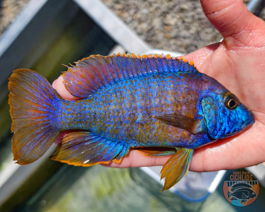 Red Apache Peacock