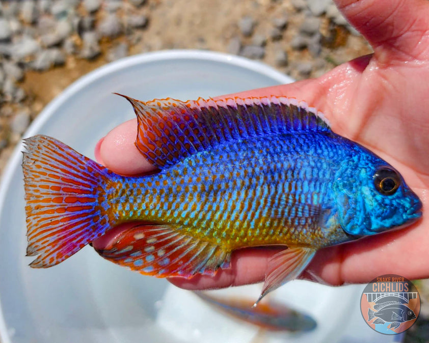 Red Empress Hap Cichlid – Snake River Cichlids