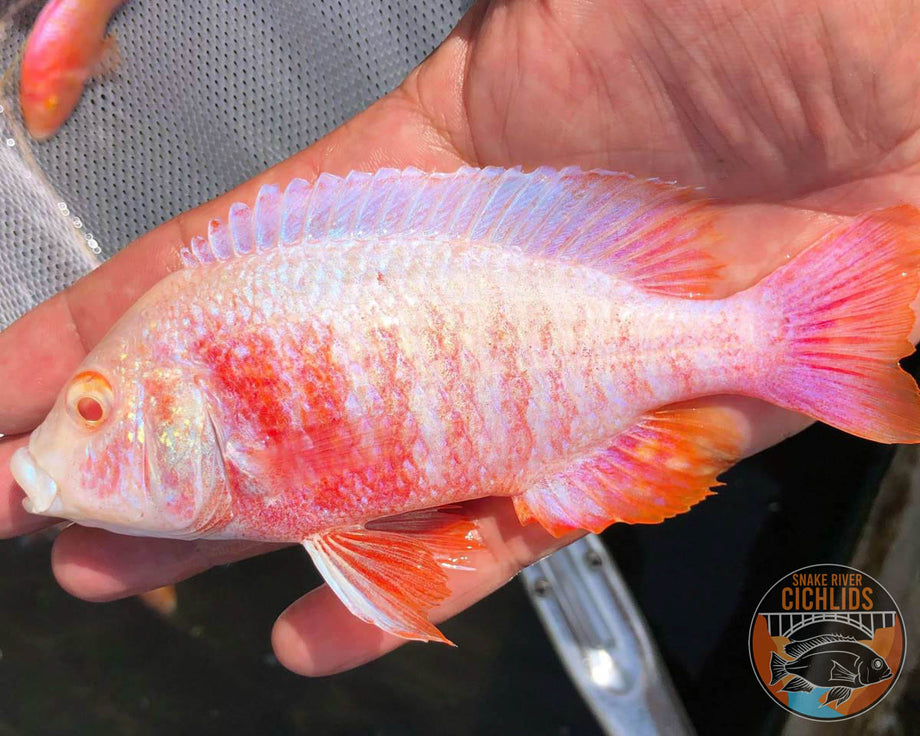 Albino OB Cichlid – Snake River Cichlids