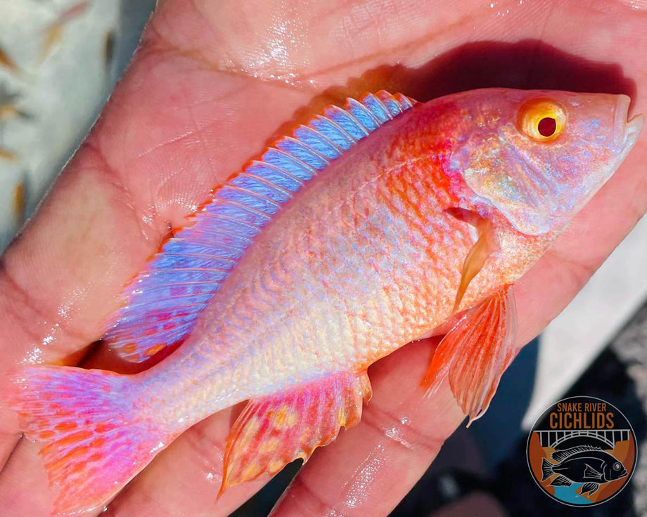 【新品、本物、当店在庫だから安心】 Albino Apache Peacock Cichlid – Snake River Cichlids ビカクシダ