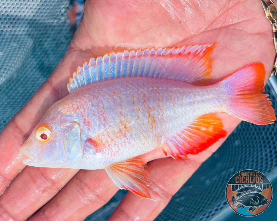 Albino OB Cichlid – Snake River Cichlids
