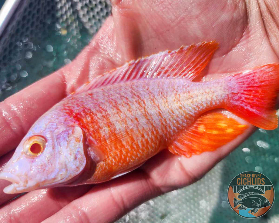 Albino OB Cichlid – Snake River Cichlids
