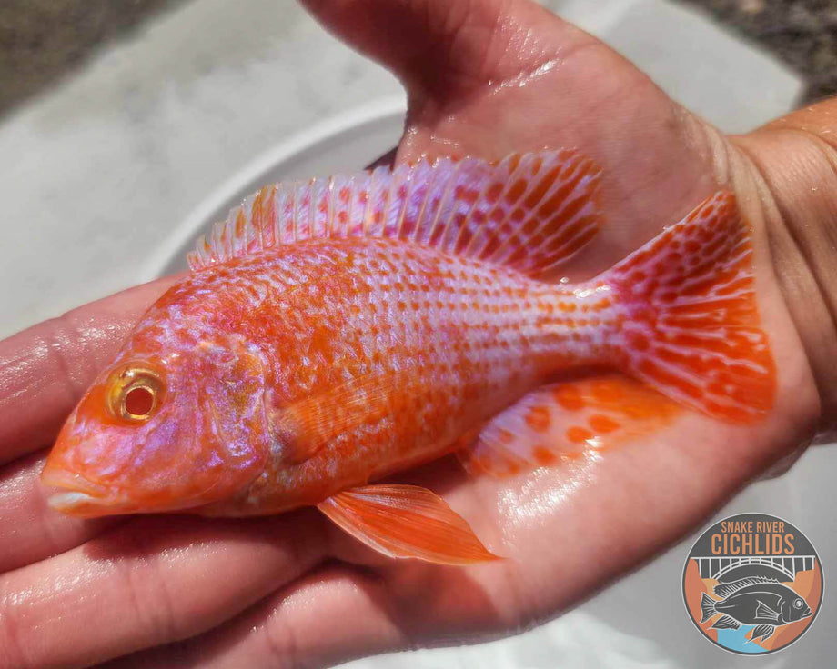 Albino OB Cichlid – Snake River Cichlids