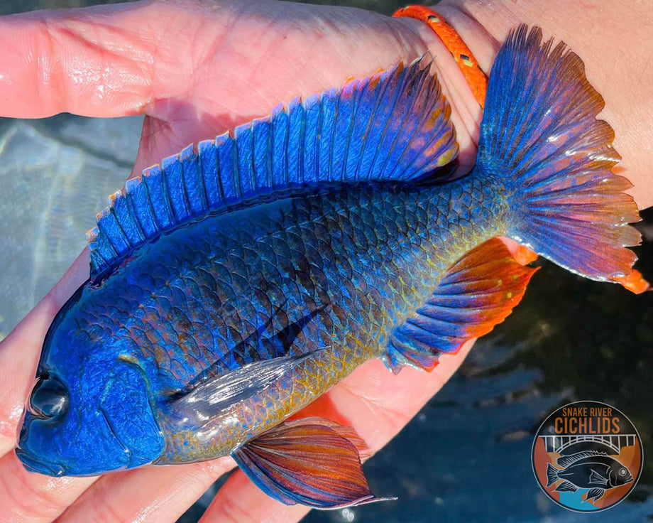 Apache Peacock