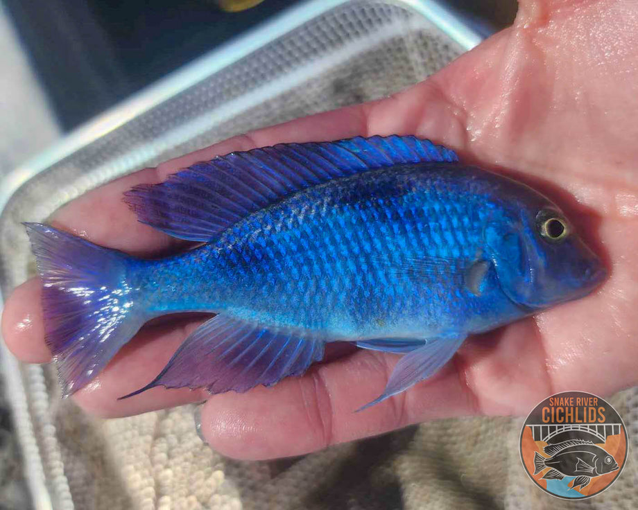 Blue Moorii (Dolphin) Hap