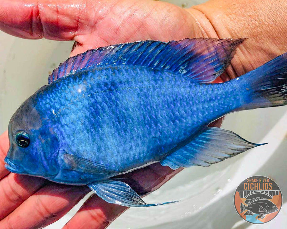 Blue Moorii (Dolphin) Hap