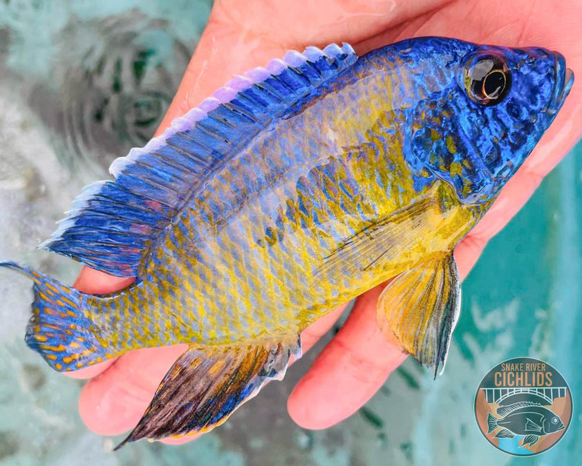 Blue Neon Peacock Cichlid – Snake River Cichlids