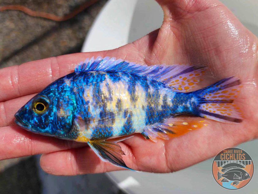 Blueberry OB Cichlid – Snake River Cichlids