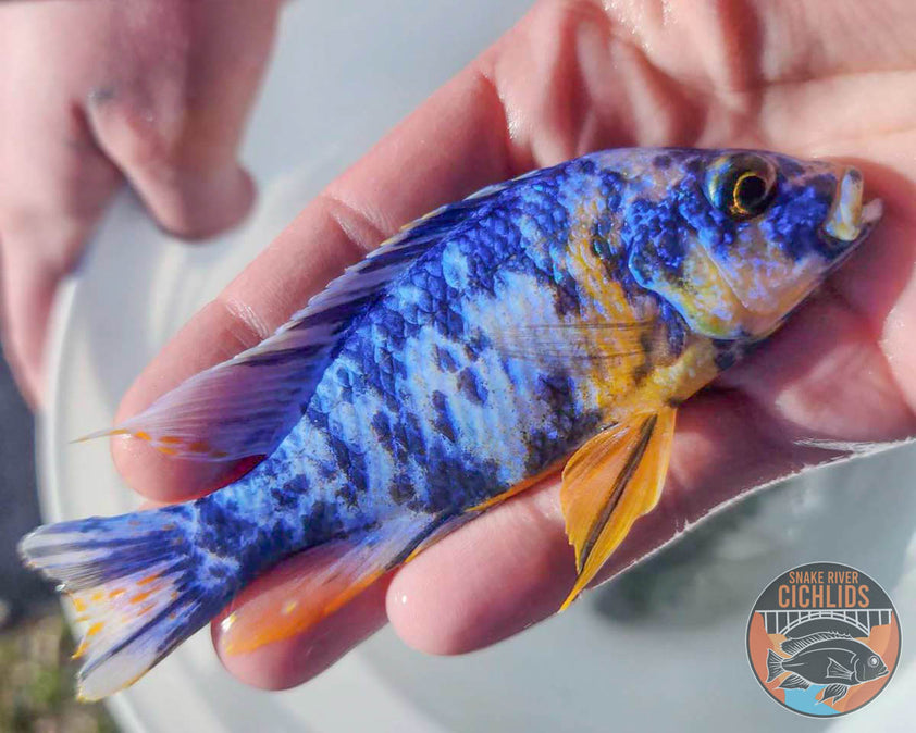 Blueberry OB Cichlid – Snake River Cichlids