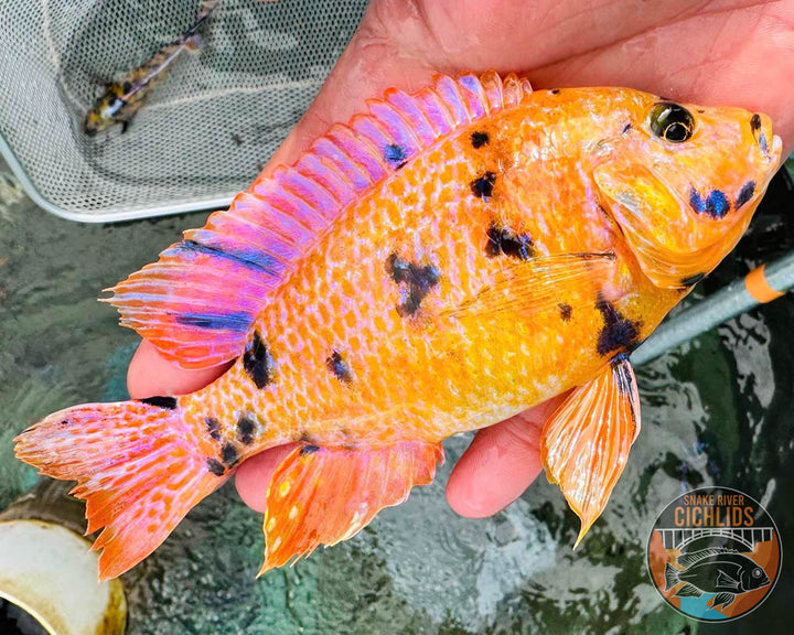 Canary Yellow OB