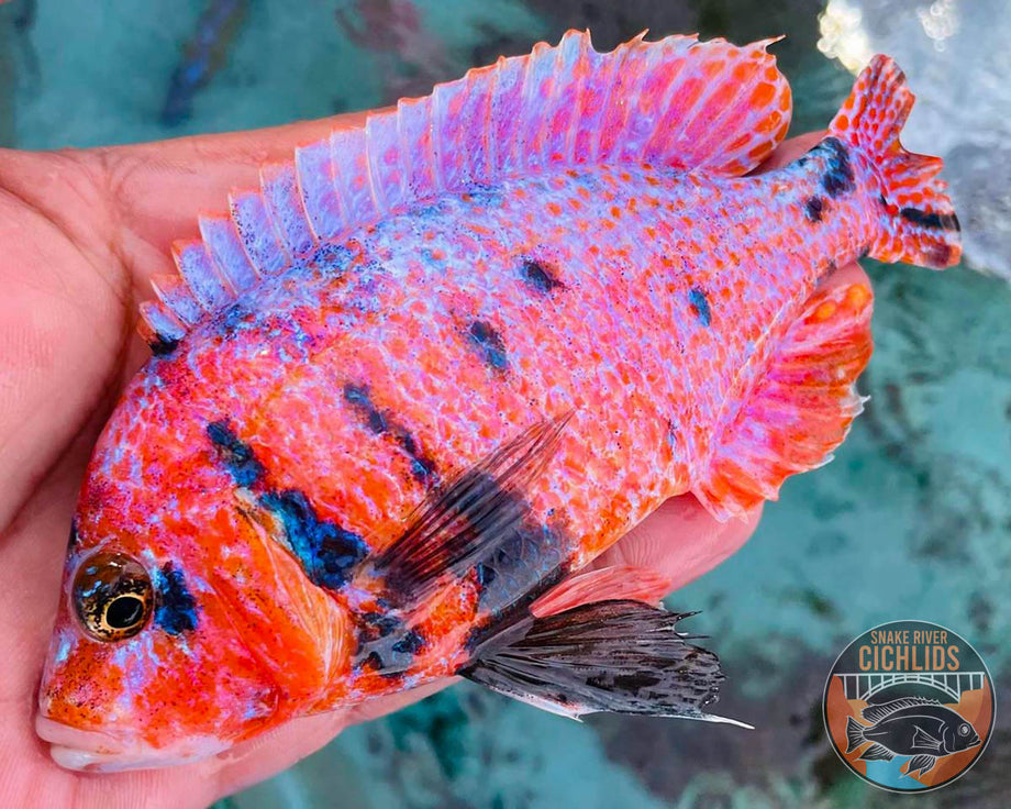 Snake River Cichlids