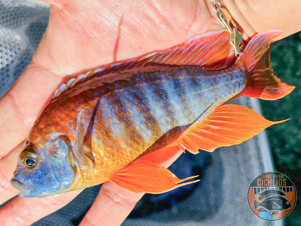 Eureka Red Jake Peacock Cichlid – Snake River Cichlids